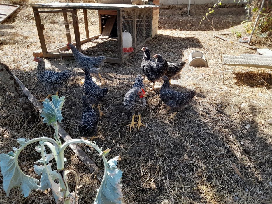 Galos Pedrês Portuguesa