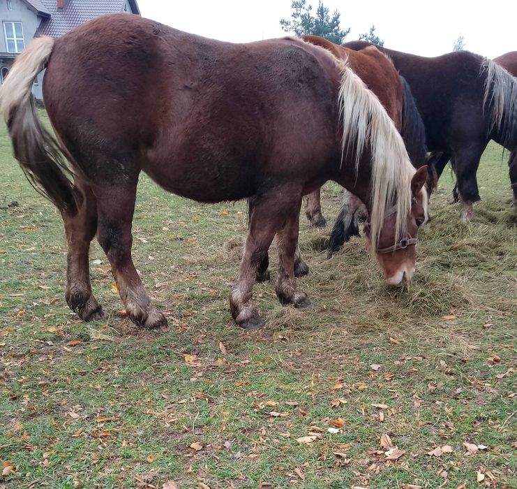 Sprzedam konie zimnokrwiste