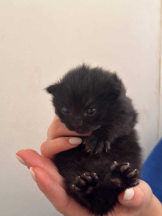 Чорні кошенята в добрі руки!
Харків. Можна бронювати.
