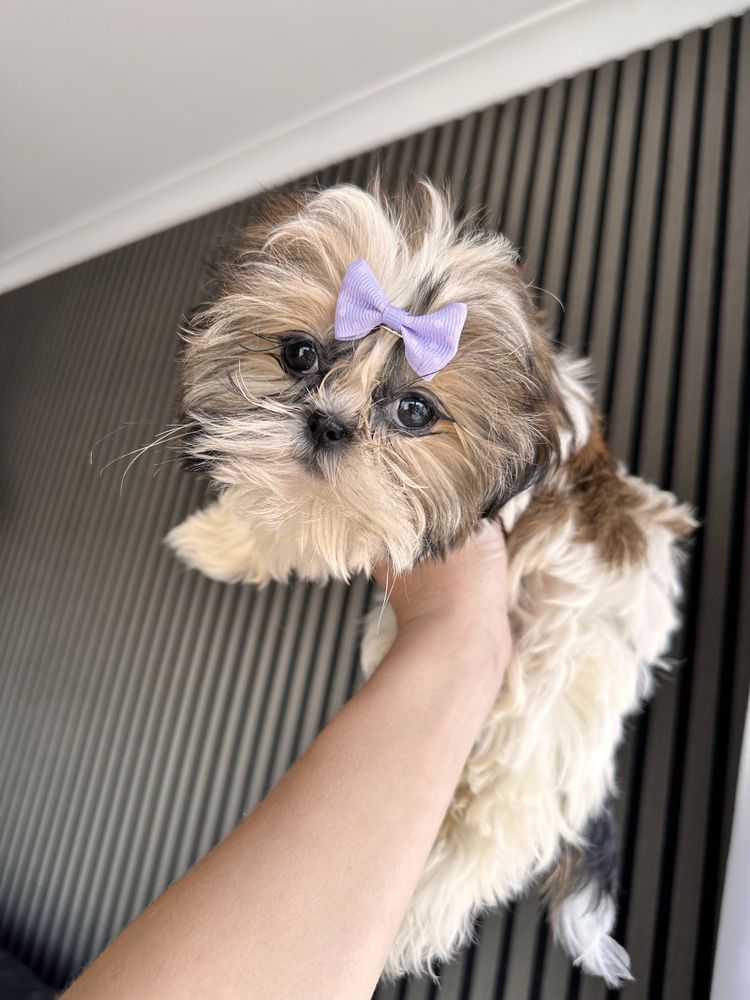 Shihtzu femea miniatura excelente