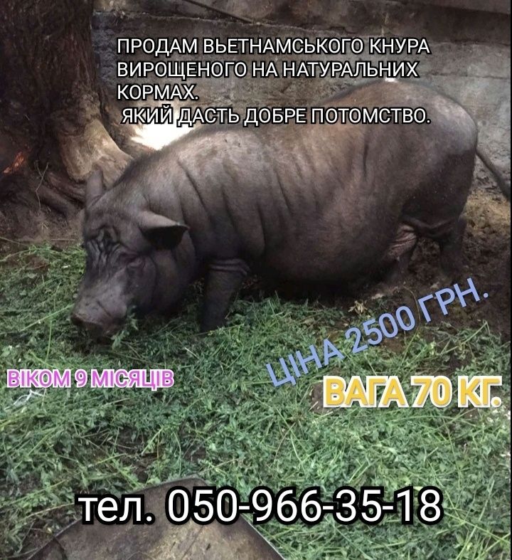 Продам Вьетнамського кнура