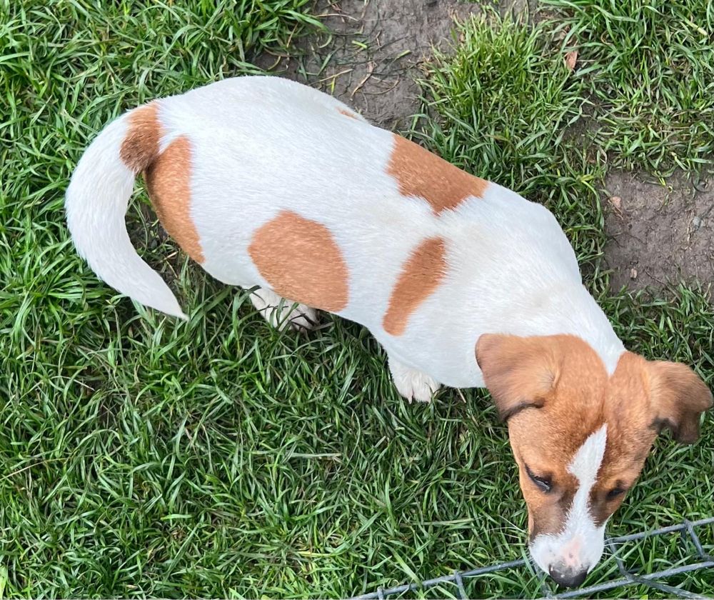 Śliczny Jack Russell Terrier