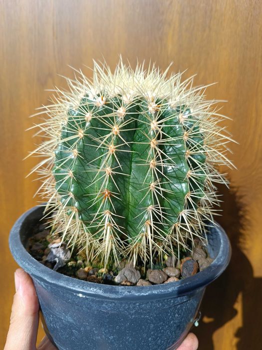 Echinocactus grusonii – Złota Kula, Fotel Teściowej don .17 cm