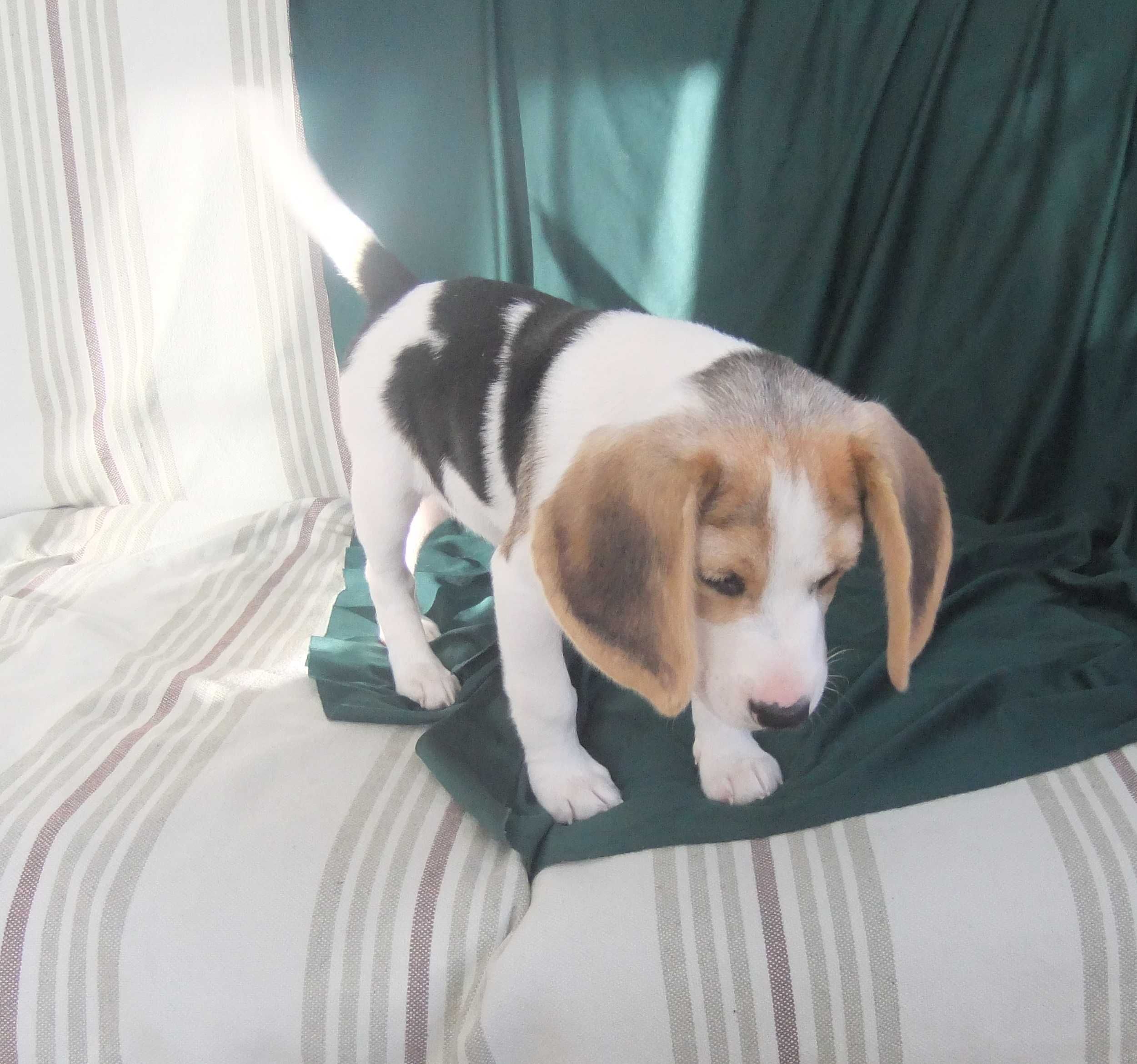 Cachorro beagle excelente morfologia