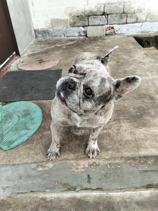 Французький бульдог продам