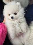Szpic miniaturowy, pomeranian (biały)