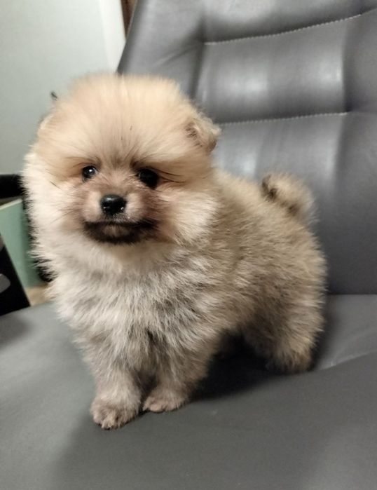 Померанский шпиц, девочка