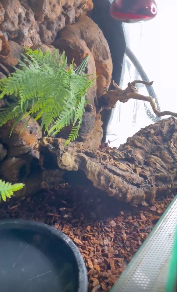 Terrário para repteis