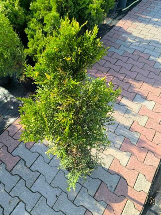 Tuja Szmaragd Variegata Duża Sadzonka