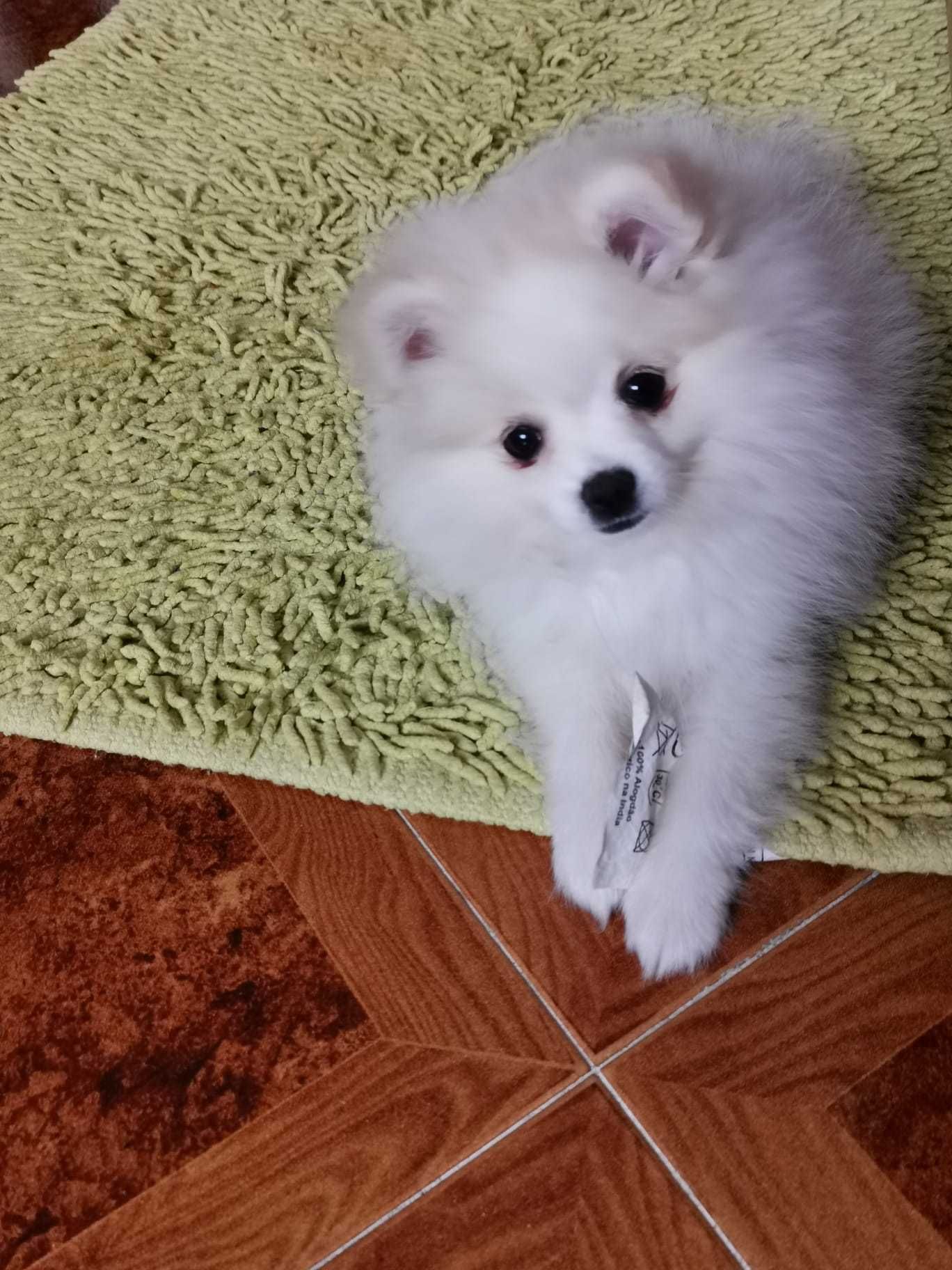 Cachorra fêmea Sptiz