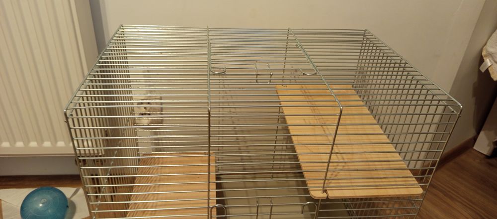 Chomik syryjski (młoda) razem z klatką