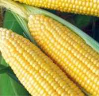 Nasiona holenderskiej kukurydzy slodkiej