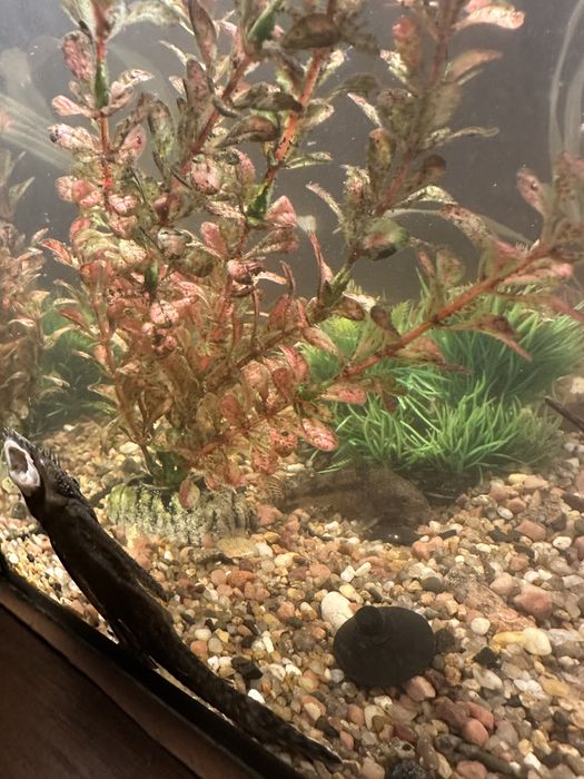 Срочно!! Продам аквариум 50 л с рыбками