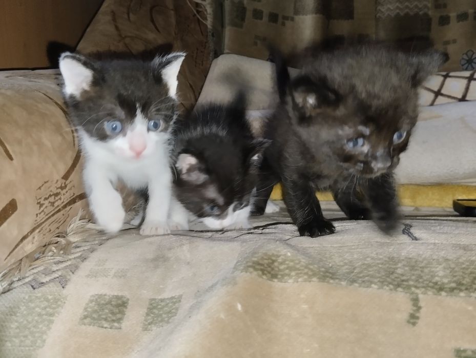 Віддам маленьких пухнастиків кошенят в добрі руки,вік 2,5 місяці,самос