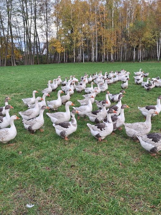 Sprzedam tuszki gęsi