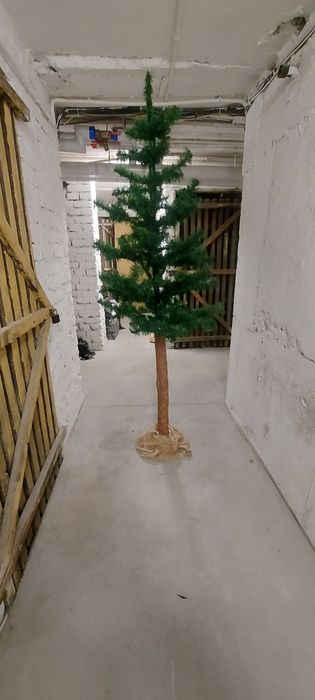 Choinka na pniu  sprzedam