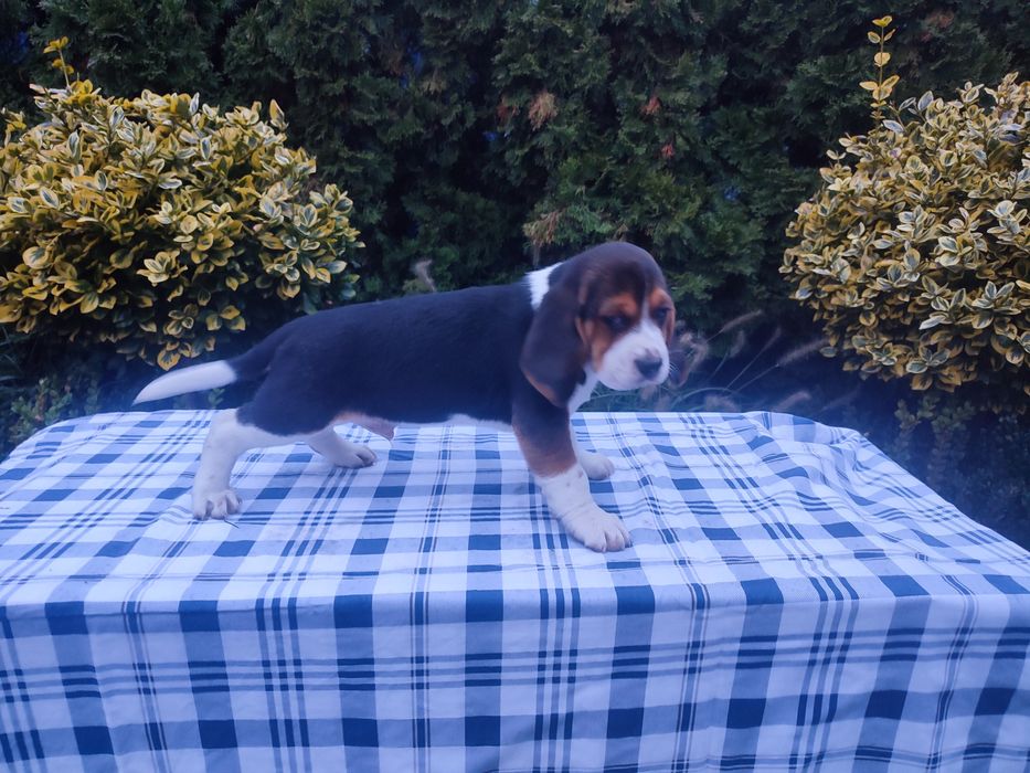 Beagle piesek szczeniak