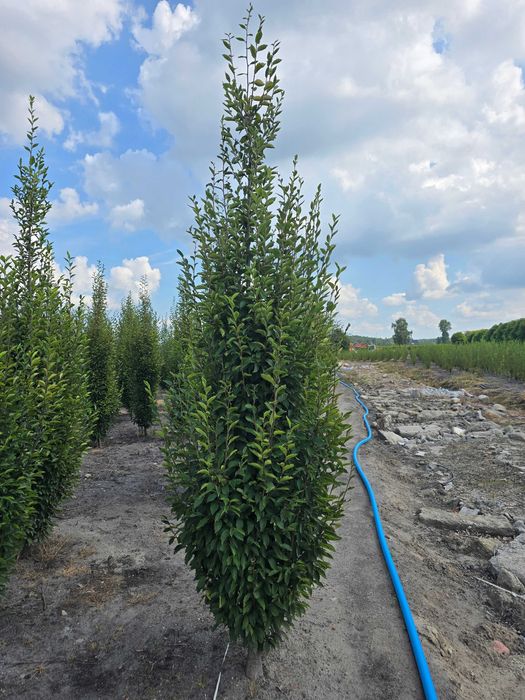 Grab kolumnowy fastigiata 350/400 cm - dostawa cała Polska.