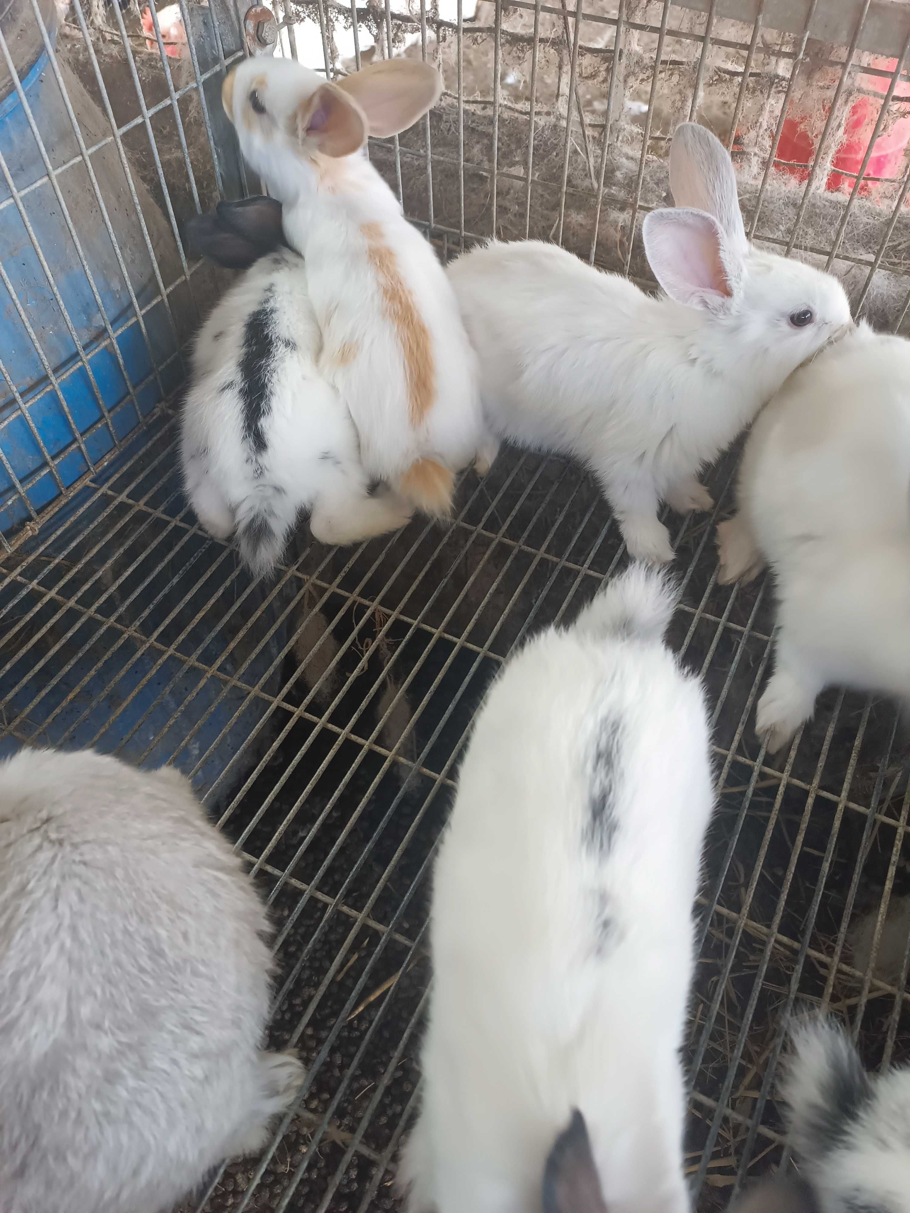 Coelhos lindos para venda