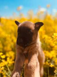 Owczarek Belgijski Malinois Pies ZKwP /FCI