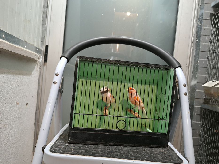 Canarios alecrim portugues