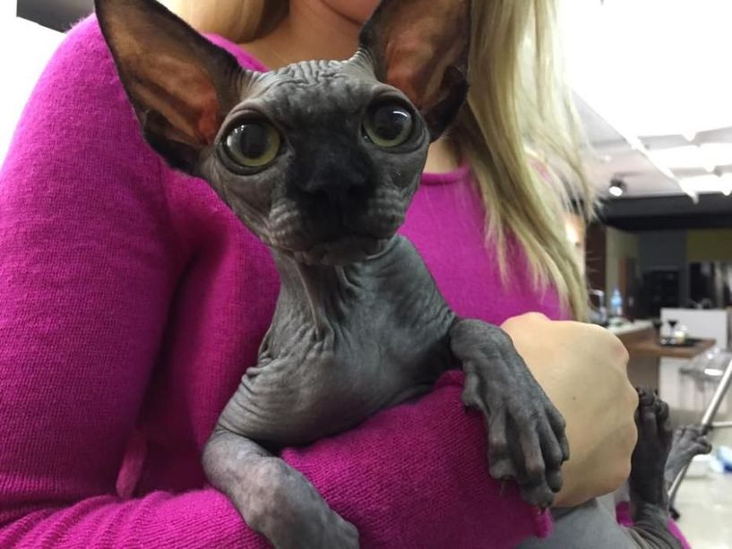 Wolny • Sphynx • hodowla W-wa & Sosnowiec (pomoc w Transpprcie)