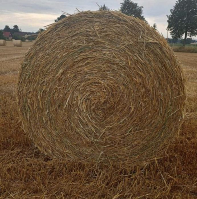Sprzedam słomę pszennozytnia