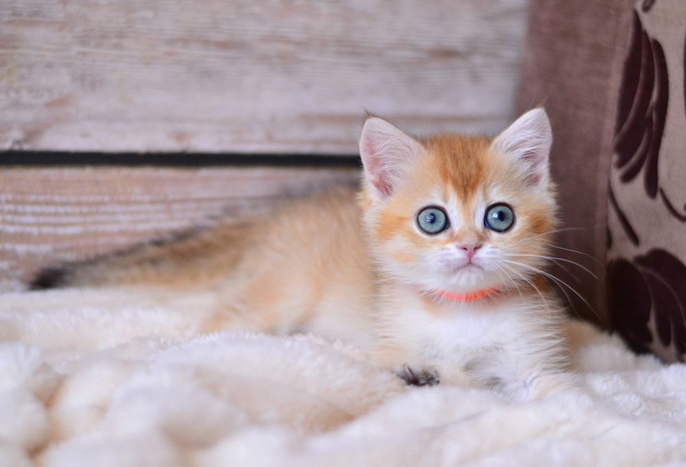 Золота шиншила дівчинка