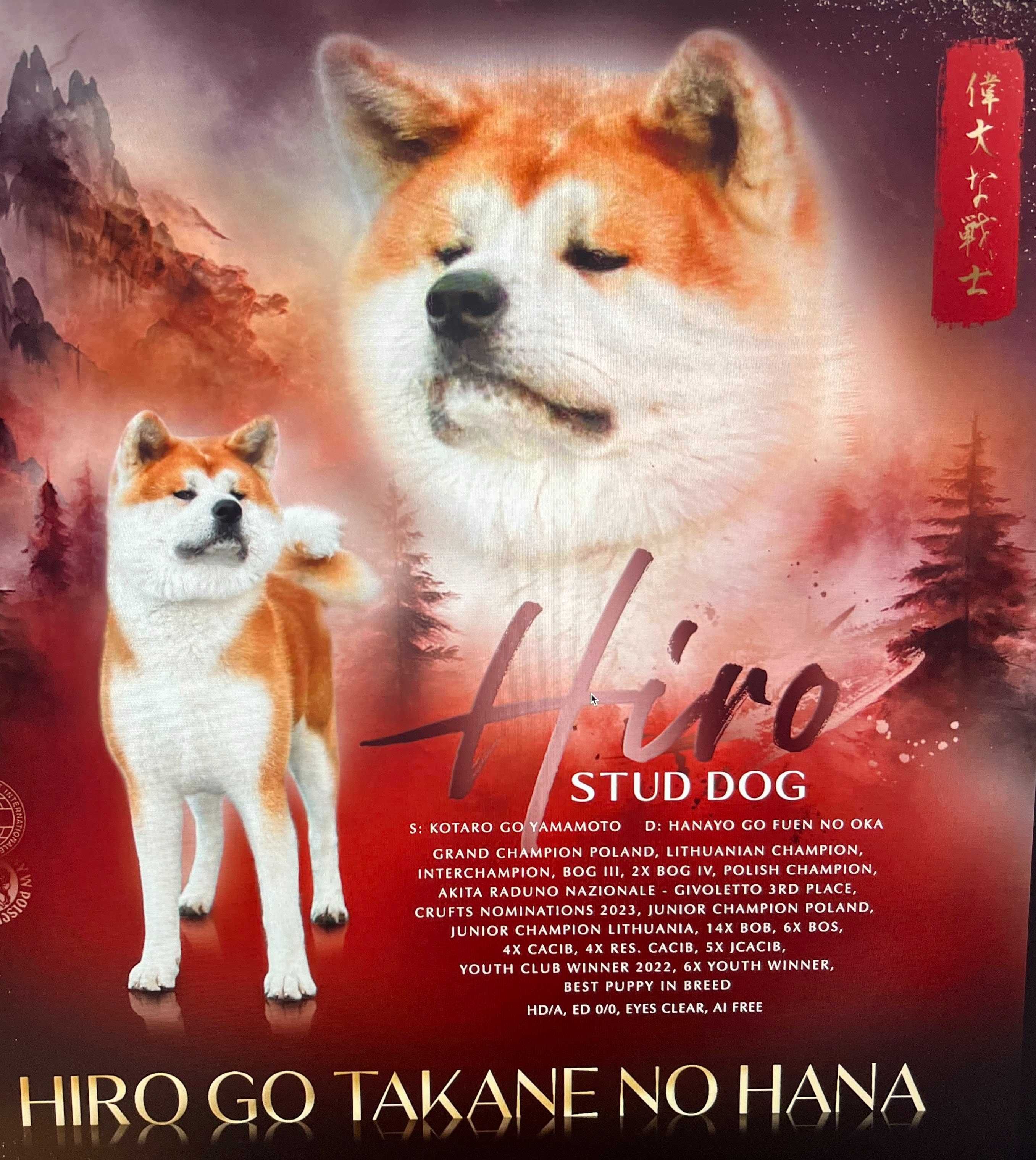 Atari- gotowy do odbioru szczeniak pręgowany piesek Akita Inu ZKwP FCI