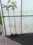 Robinia hospidia