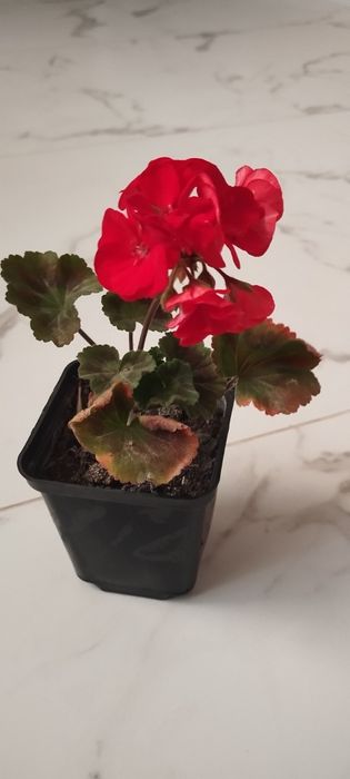 Продам пеларгонія