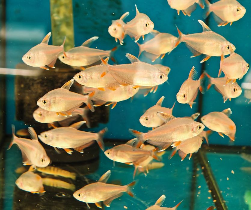 Bystrzyk ozdobny ornatus white fin XL Aquafizz Creative