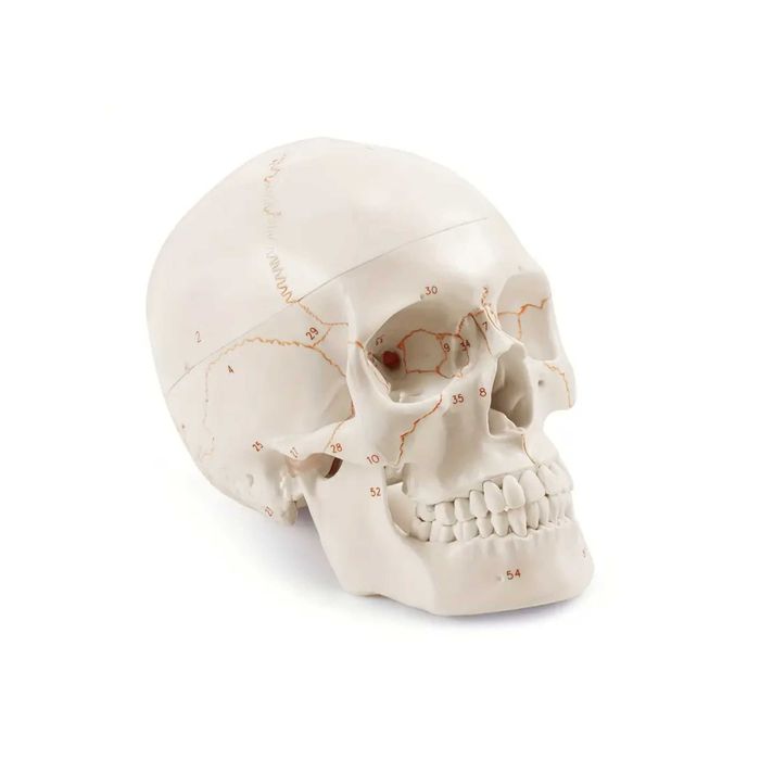 Czaszka Anatomiczna Model Czaszki Człowieka