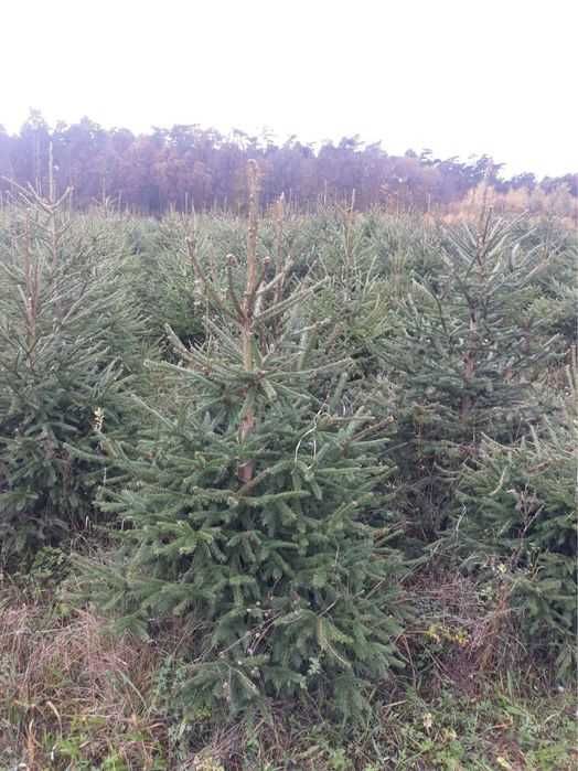 Choinki oraz sadzonki świerk pospolity świerk zielony swierk srebrny