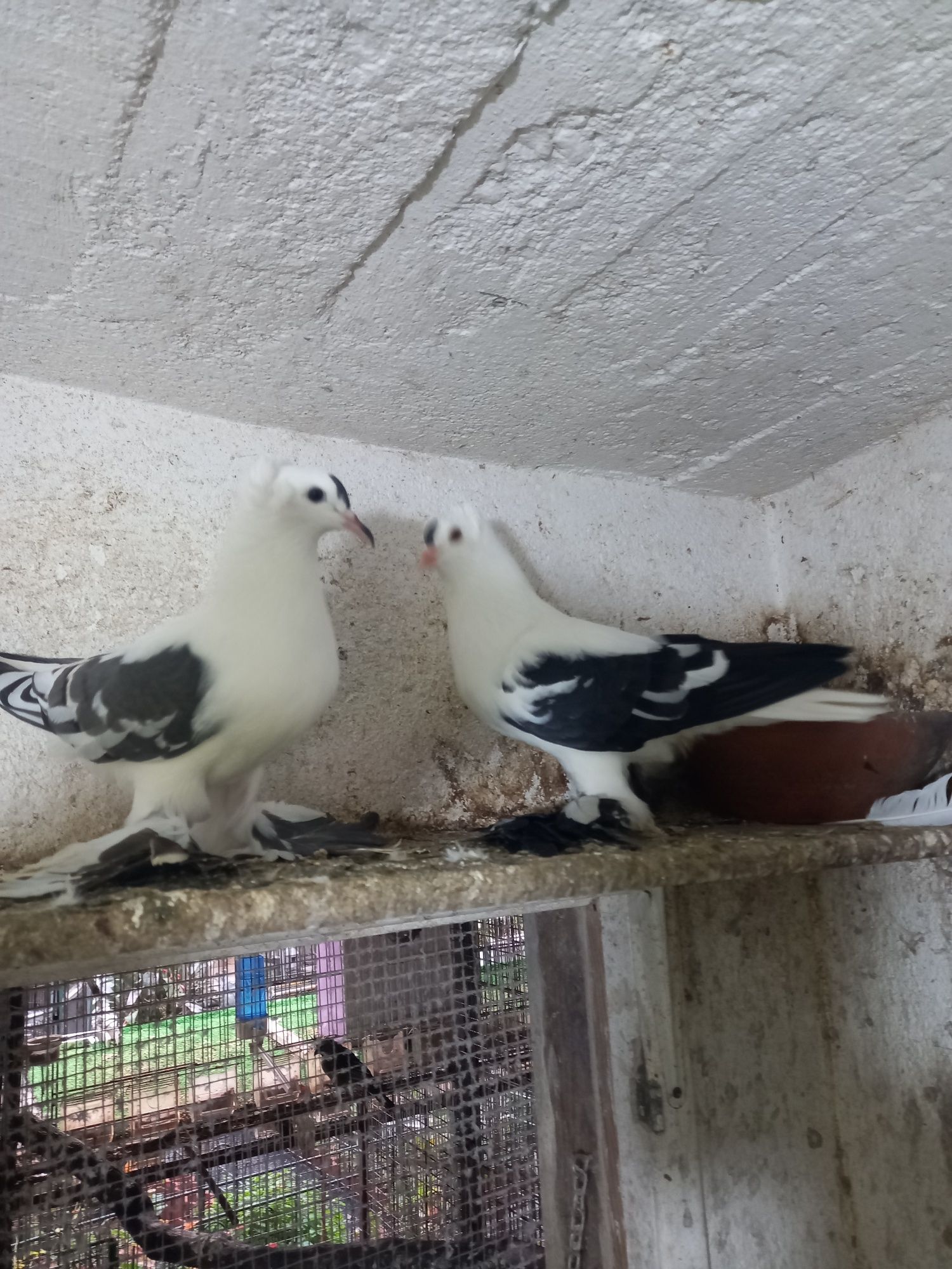 Vendo várias raças de pombos