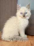 Kotka Ragdoll blue bicolor