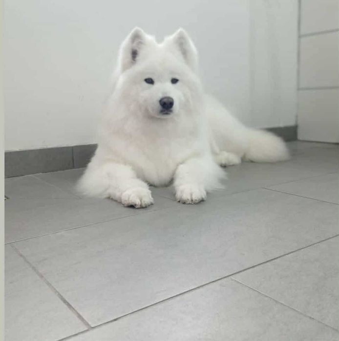Samoyed szczenię