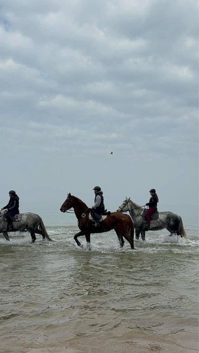 Wysoki 12letni walach sprzedaz