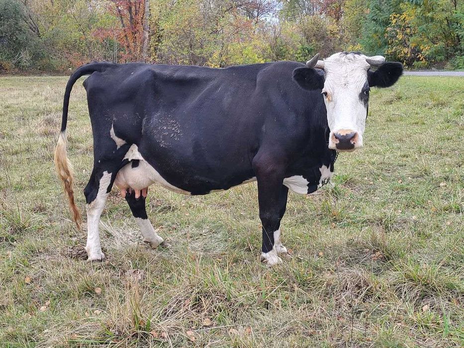 Корова дійна чорноряба