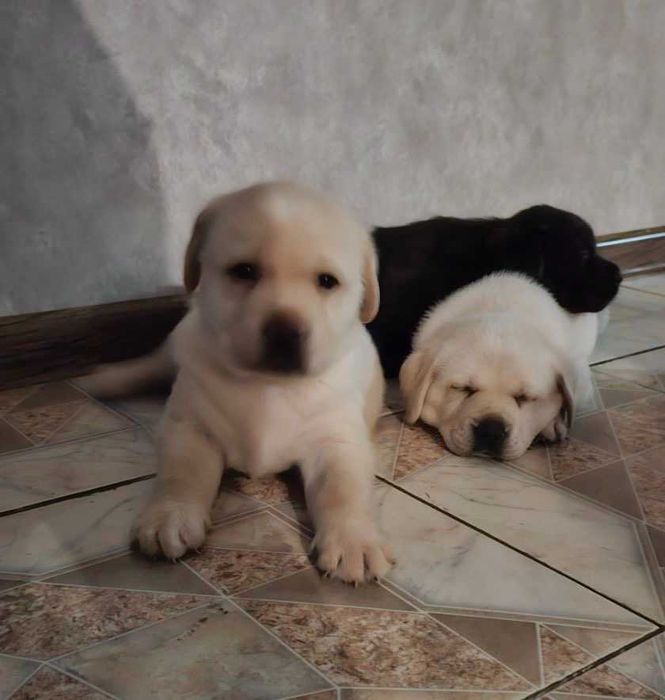 Продам породистых  щенков Лабрадора 3 месяца готовы к переезду