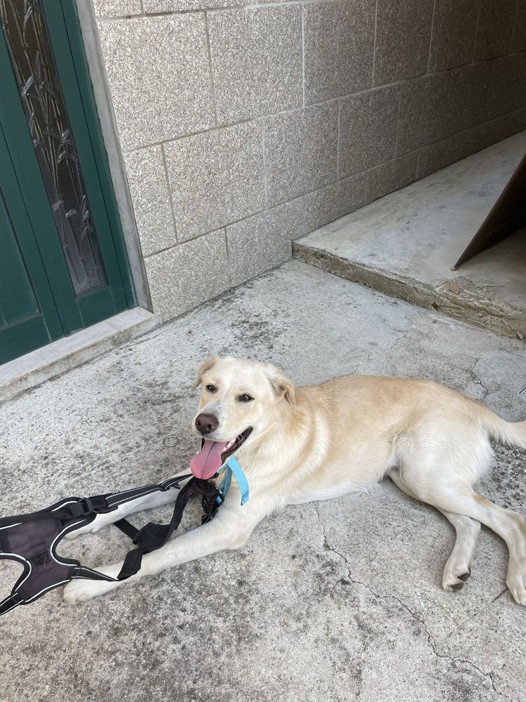 Labrador retriver precisa de familia
