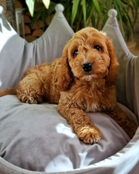 ** Emirek ** cudny chłopiec Cockapoo f1