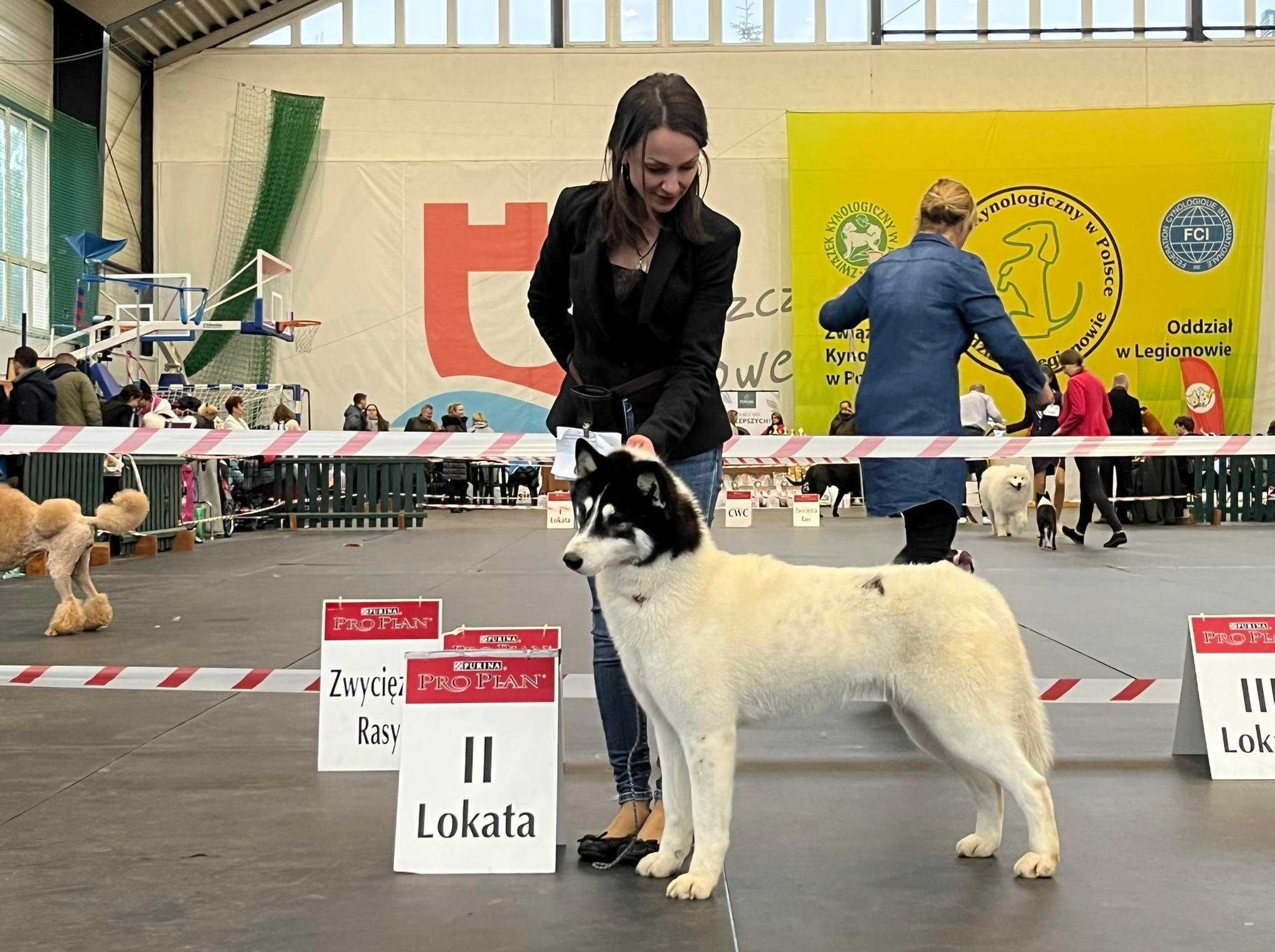 Siberian Husky WENA czarna piękność do kochania i biegania