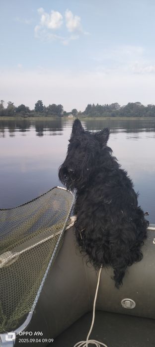 Скоч-тер'єр на в'язку.