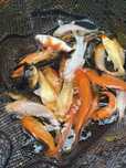 Karp koi , ryby do oczek