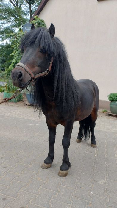 Kucyk szetlandzki ogierek