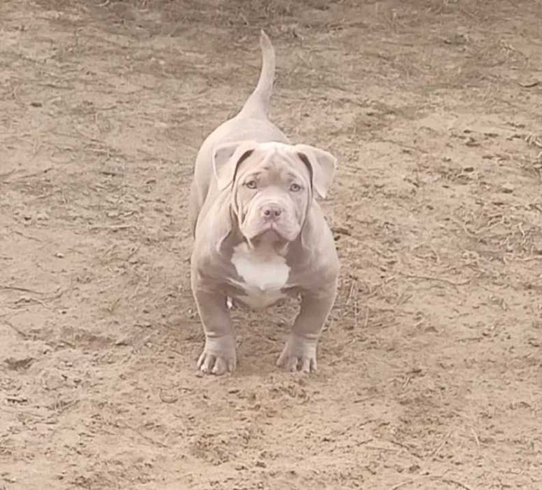 American Bully  szczenie