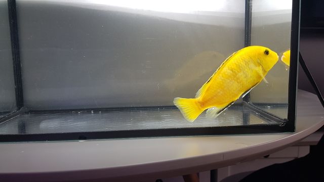 Pyszczak yellow 12cm
