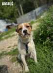 Łagodny, wesoły, 1,5 roczny boczuś adopcja