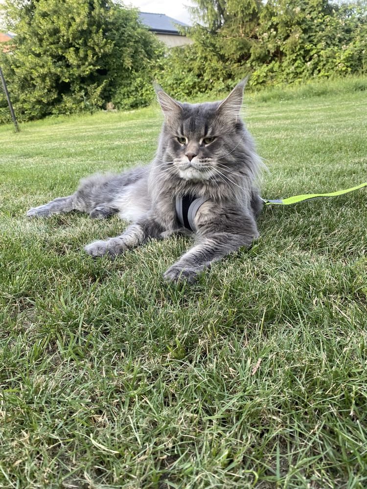 Maine Coon  niebieska kotka polydaktyl